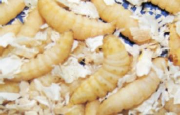 Bienenmade