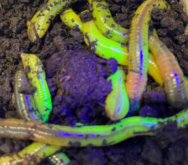 Tauwürmer UV Magic