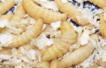 Bienenmade